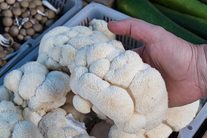 Čerstvé houby