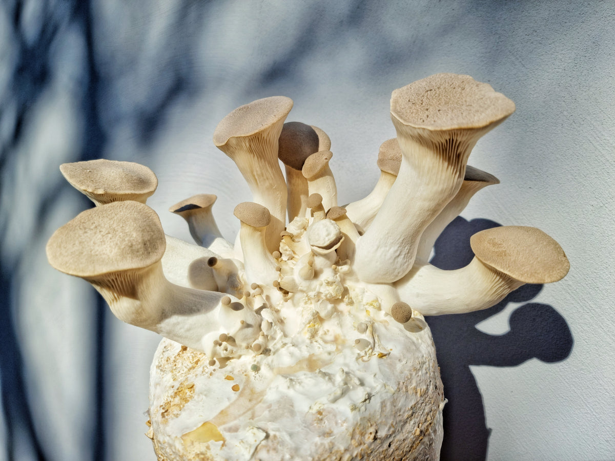 Hlíva královská | kultivační substrát pro pěstování hub