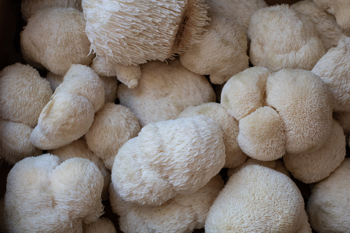 Korálovec ježatý | BIO čerstvý